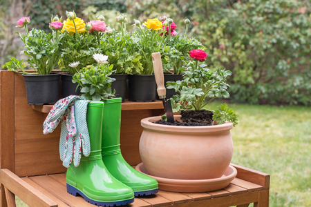 Spring flower plantingの写真素材