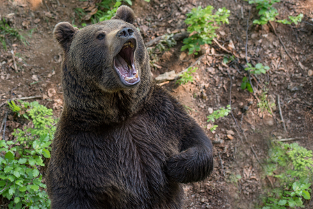 Brown bear portrait in Bayerischer Wald National Park, Germanyの写真素材