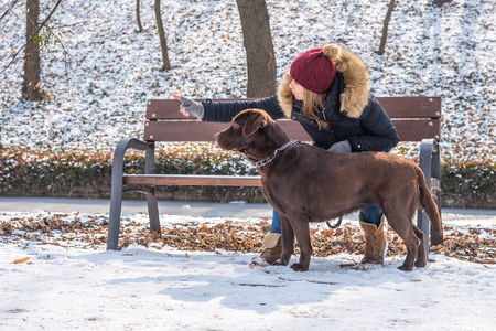 A beautiful young blond-haired woman is having fun with her big brown labrador dog in the park in winterの写真素材