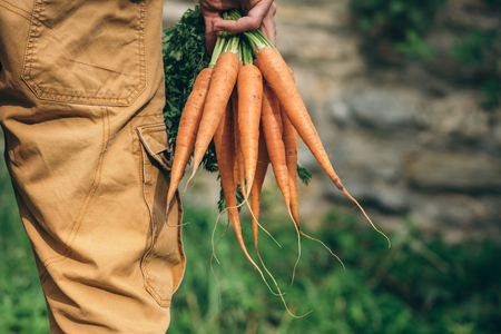 Gardeners hands with fresh carrotsの写真素材