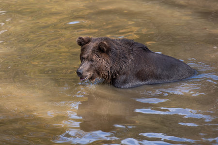 Brown bear is having a bath in the water in Bayerischer Wald National Park, Germany