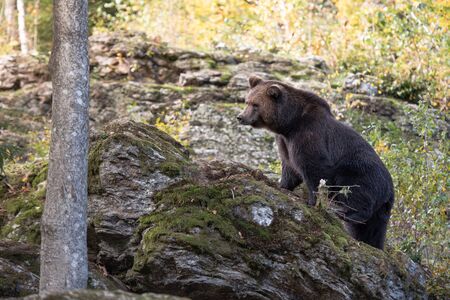 Brown bear is standing on the rock in Bayerischer Wald National Park, Germanyの写真素材
