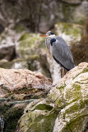 Gray Heron (Ardea cinerea) is standing on the rockの写真素材