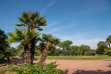 Palm trees in the park Fausto Noce Olbia, Sardinia, Italy