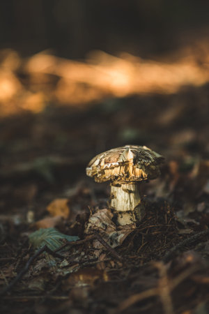 Rotten Poisonous red fly agaric in the autumn forest