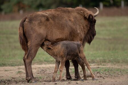 European bison on the field, ?rs?g National Park, Hungaryの写真素材