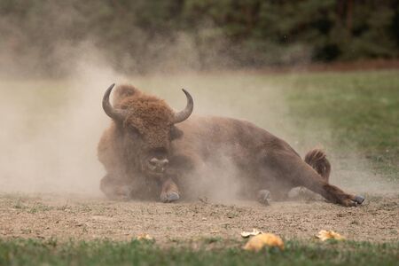 European bison on the field, ?rs?g National Park, Hungaryの写真素材