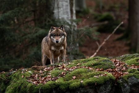 Wolf is standing in Bayerischer Wald National Park, Germanyの写真素材