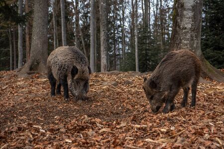Boars are standing in the autumn forest, in Bayerischer Wald National Park, Germanyの写真素材