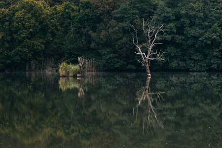 Alone tree on the lakeの写真素材