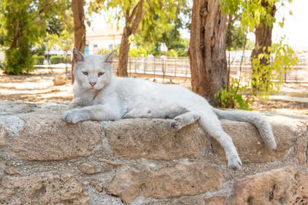 Cat chilling in the street in Paphos, Cyprus.の写真素材