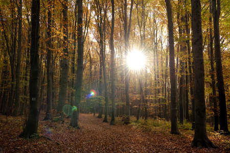 Autumn forest, autumn leaves, fall nature. Forest with sunlight. Warm autumn day outdoors. Bakony, Hungaryの写真素材