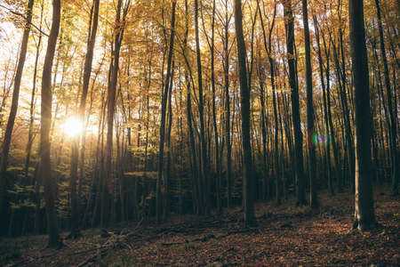 Autumn forest, autumn leaves, fall nature. Forest with sunlight. Warm autumn day outdoors. Bakony, Hungaryの写真素材