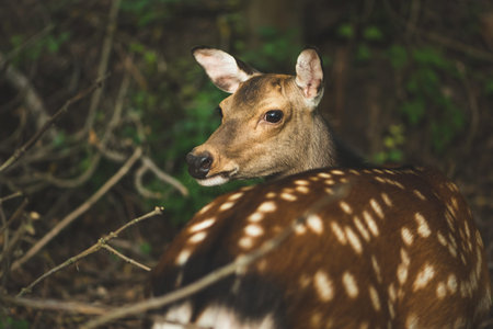 Close up of deer in forestの写真素材