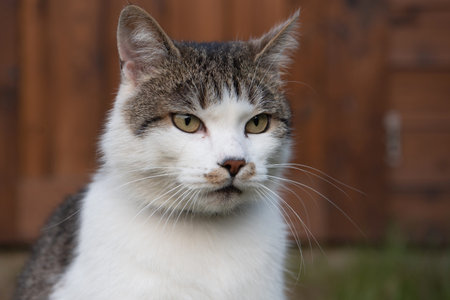 Tabby cat lying and resting in the garden