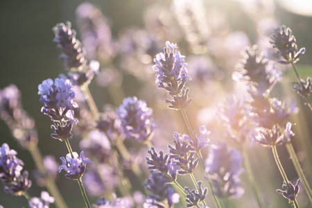 Lavenders in the morning sunlight.の写真素材