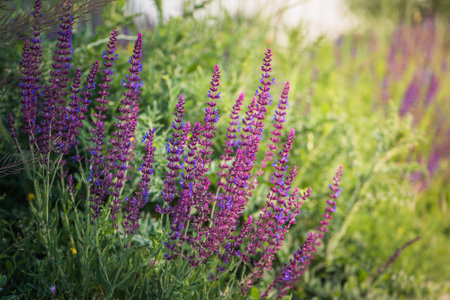 Purple flowering meadow sage, Salvia pratensis.