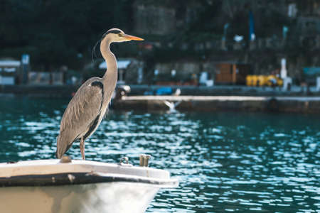 Gray Heron standing on a boat at port of Portofino, Italy.の写真素材
