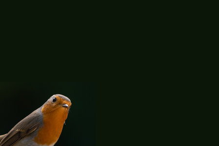 Robin (Erithacus rubecula) isolated on black background.の写真素材