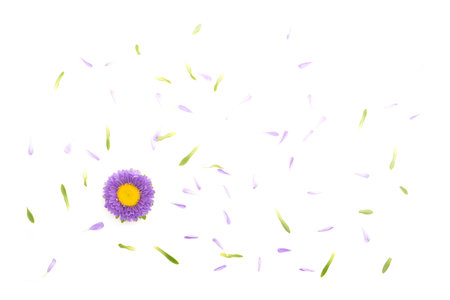 Purple china aster isolated on white background. Callistephus chinensis.の写真素材