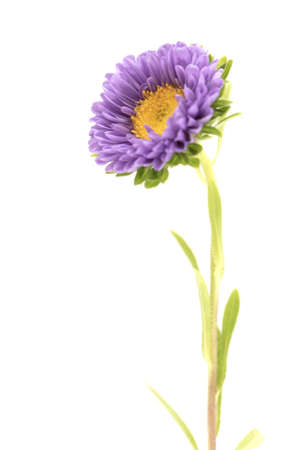 Purple china aster isolated on white background. Callistephus chinensis.の写真素材