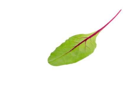 Green chard leaf isolated on white background.の写真素材
