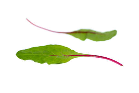 Green chard leaf isolated on white background.の写真素材