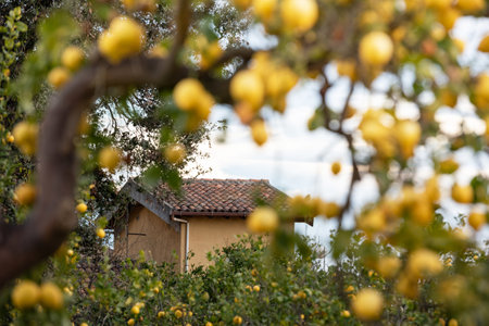 Typical Italian house in the lemon grove, Sicily, Italyの写真素材