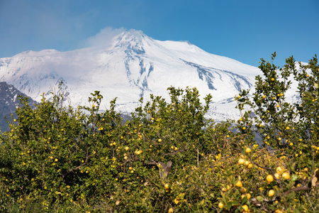 Lemon trees in Sicily and the snowy Etna volcanoの写真素材
