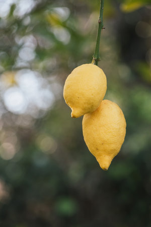 Two lemons on the tree, Sicily, Italyの写真素材