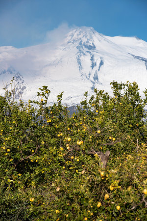Lemon trees in Sicily and the snowy Etna volcanoの写真素材