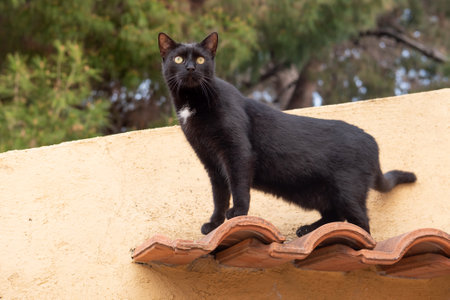The black cat is standing on the roofの写真素材