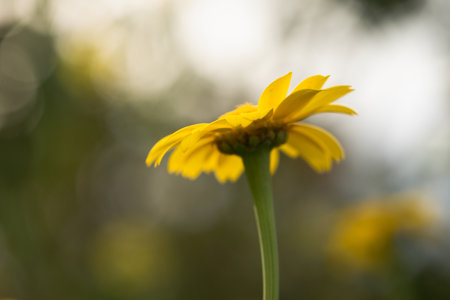 Yellow chamomile, golden daisy, Anthemis Tinctoria is also an important herb.の写真素材