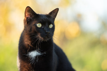 Portrait of domestic black cat with white spot.の写真素材