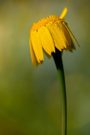Dewy yellow chamomile, golden daisy, Anthemis Tinctoria is also an important herb at dawn.の写真素材