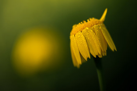 Dewy yellow chamomile, golden daisy, Anthemis Tinctoria is also an important herb at dawn.の写真素材