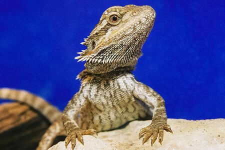 lizardの写真素材