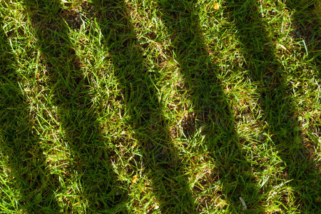 Shadow lines on grass on a bright sunny day