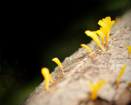 Fungus