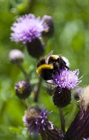 A bee very busy with the pollination of a purple plant in the garden