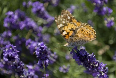 A butterfly sitting on a flower in the gardenの写真素材