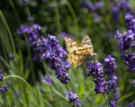 A butterfly sitting on a flower in the gardenの写真素材