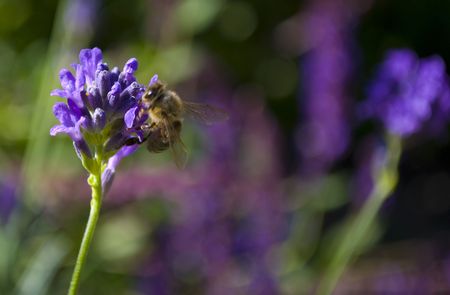 Bee on a flower in the garden, pollinatingの写真素材