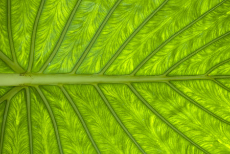 A beautiful leaf texture in green 