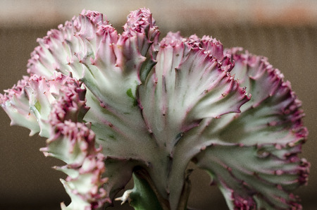 Close up of a cactus standing in a interior of a restaurantの写真素材