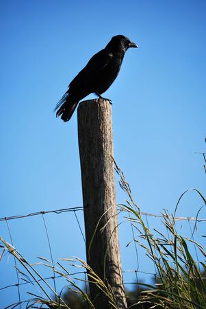 Crow on the lookout for adventureの写真素材
