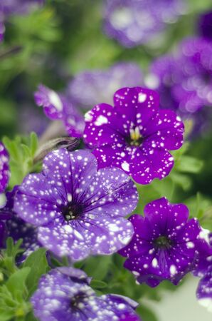 A cluster of purple white doted petunias and green leaves.の写真素材