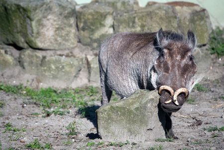 Portrait of a wild boarn with funny horns scratching his chinの写真素材