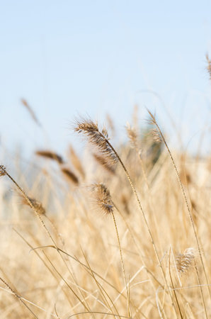 Close up of brown marram grass in dry season