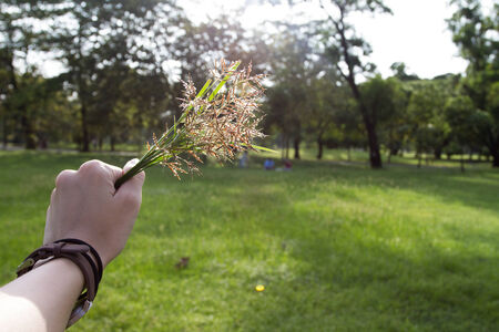 Grass flower in handの写真素材